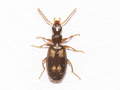Calodromius spilotus